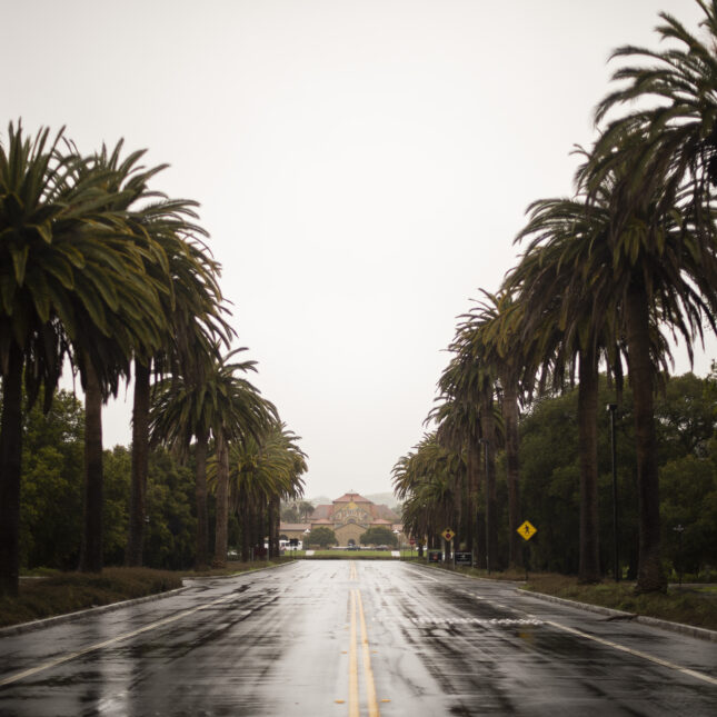 Palm Drive at Stanford University on March 28, 2023