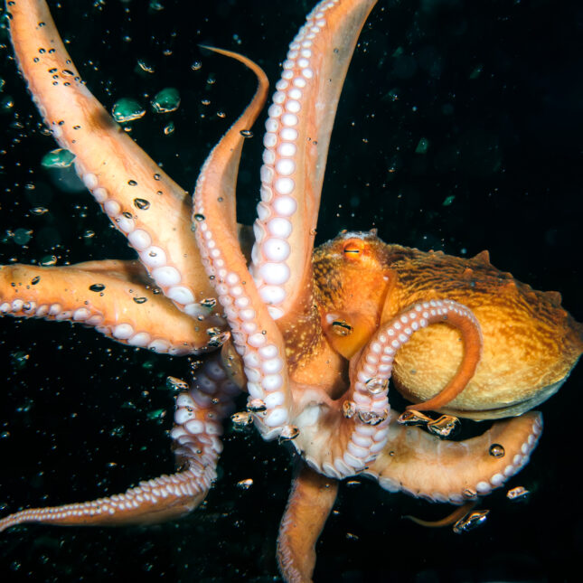 Photograph of an orange octopus in deep, dark water. -- health coverage from STAT
