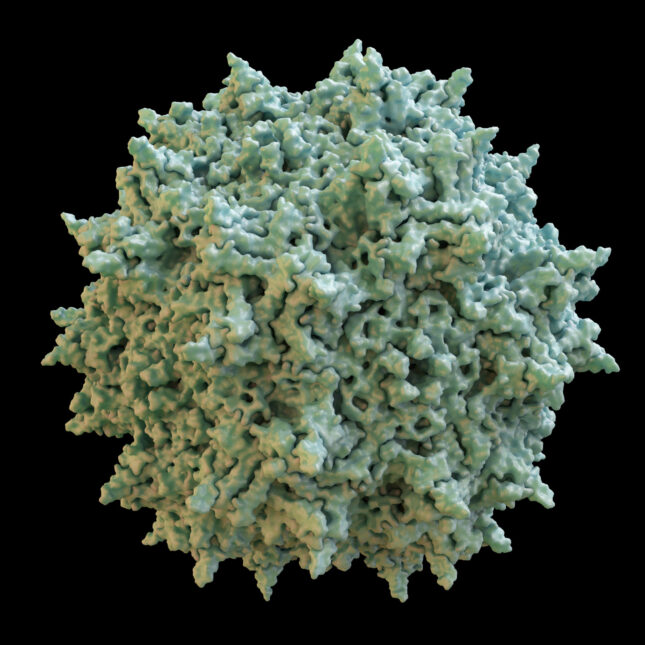 Mint green adeno-associated virus against a black background -- health coverage from STAT