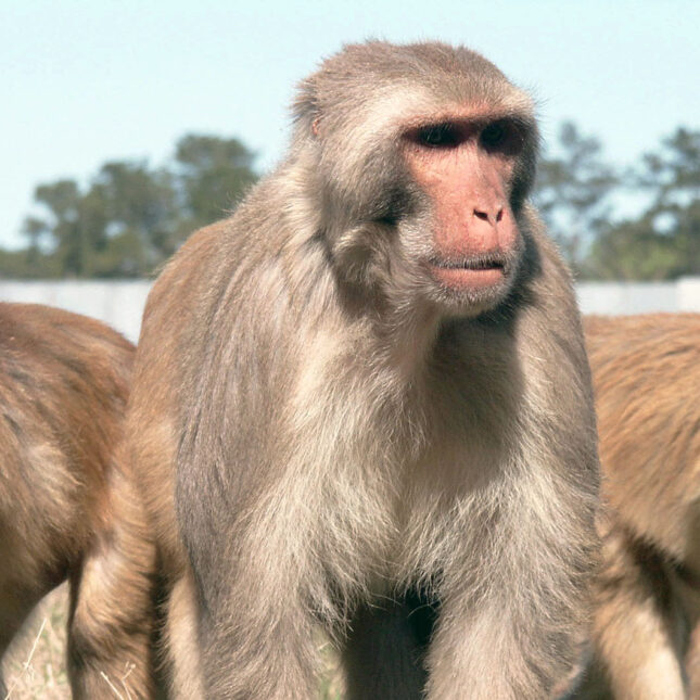 aged male rhesus macaques
