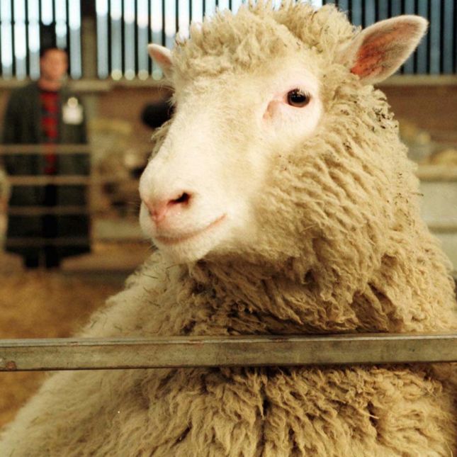 Dolly the sheep was birthed by cloning