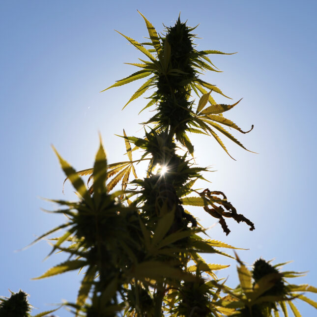 sun shining through cannabis plants – first opinion coverage from STAT